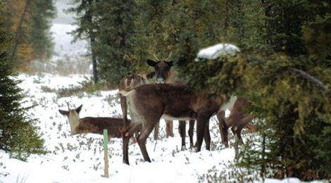 Cenovus Energy pioneers use of amphibious excavators in world's largest caribou habitat restoration project